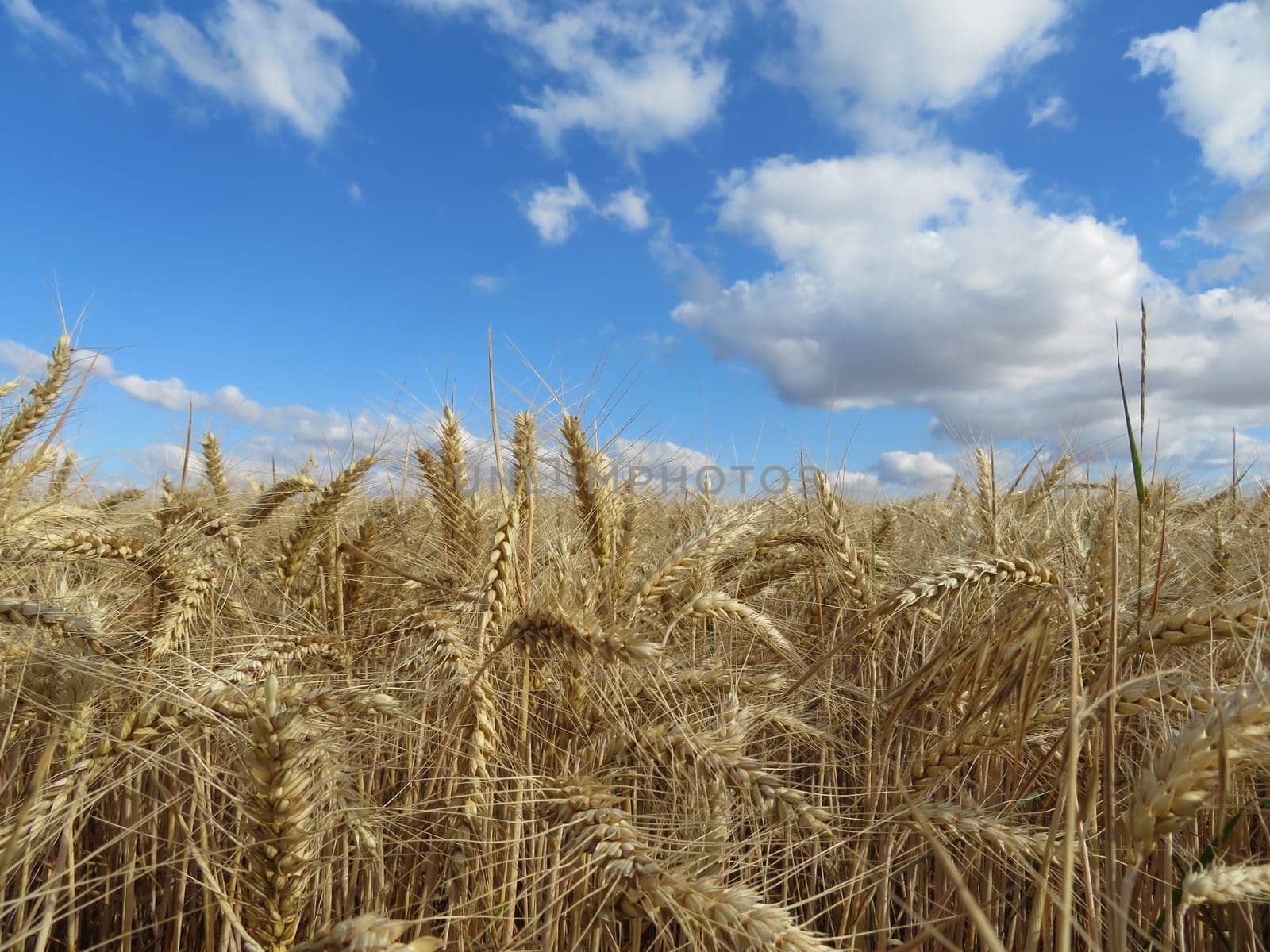 field cereal landscape harvest dry food natural season