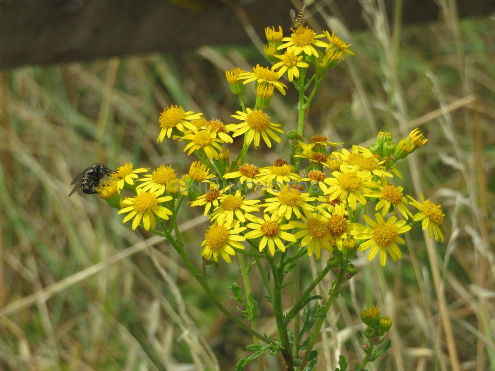 beautiful natural flowers insects fertile natural aroma spring