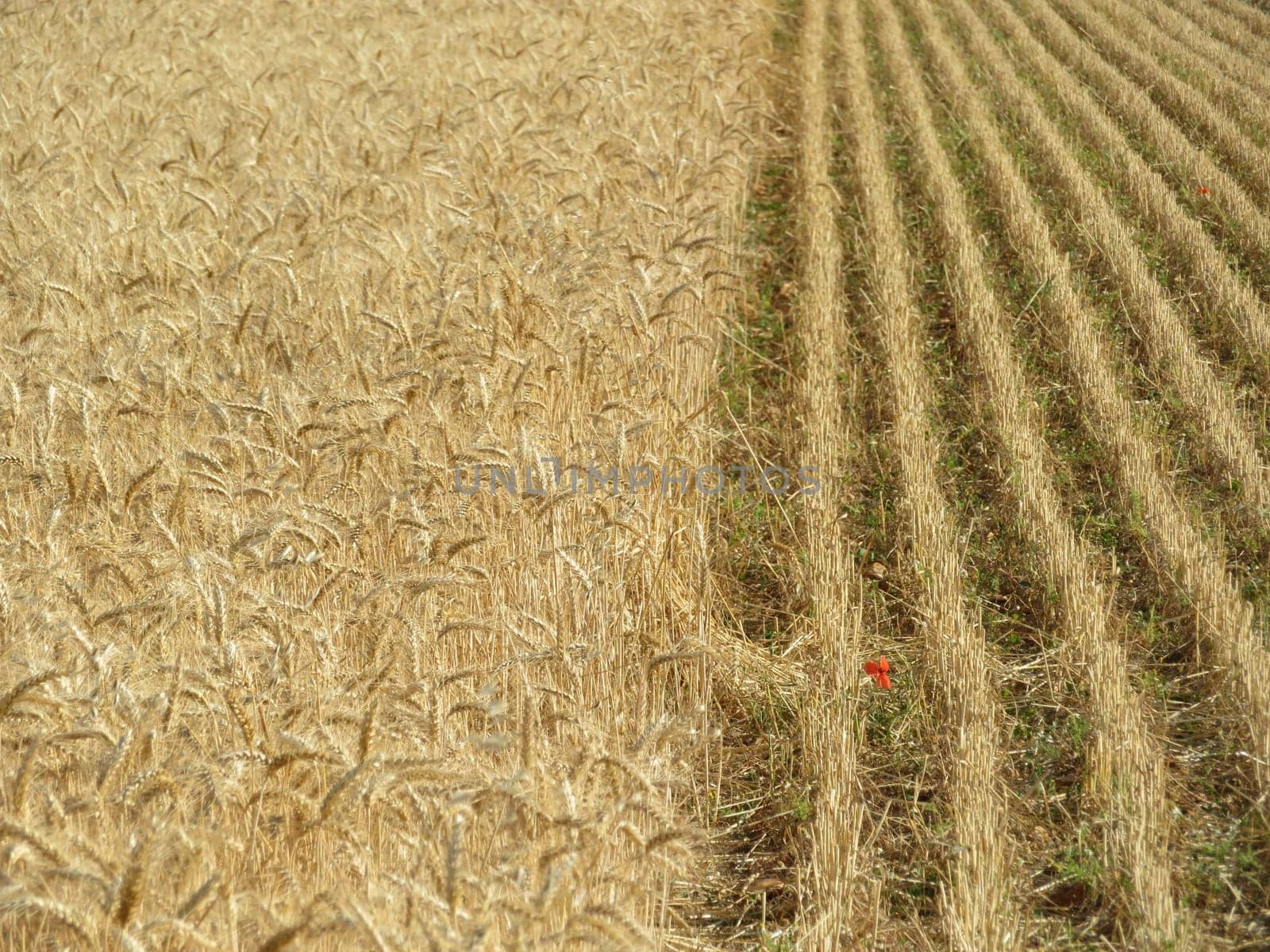 field cereal landscape harvest dry food natural season