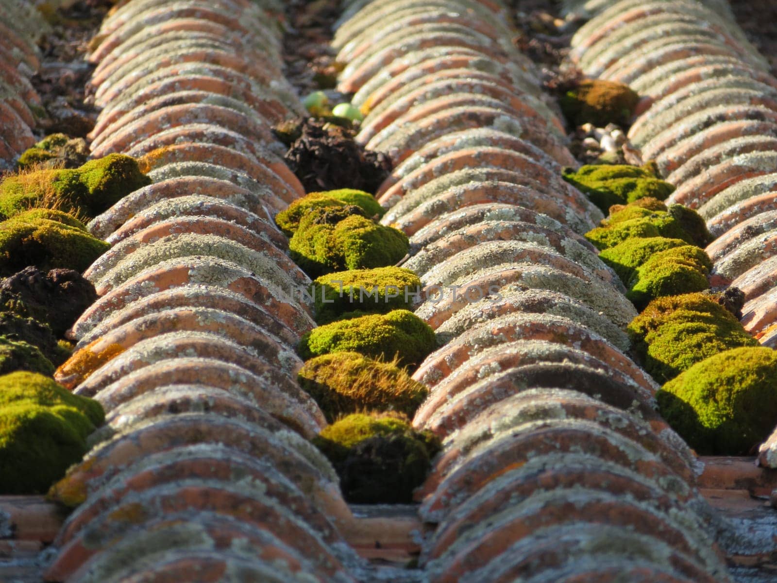 roof old green moss abandonment tiles clay material