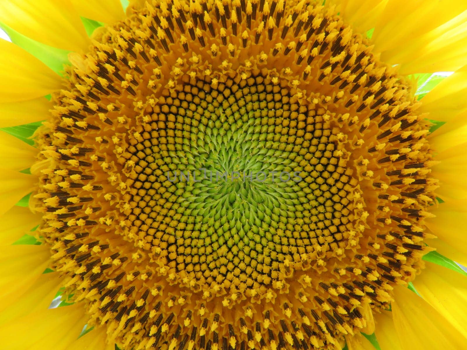 sunflower flower seeds natural food yellow large field sun