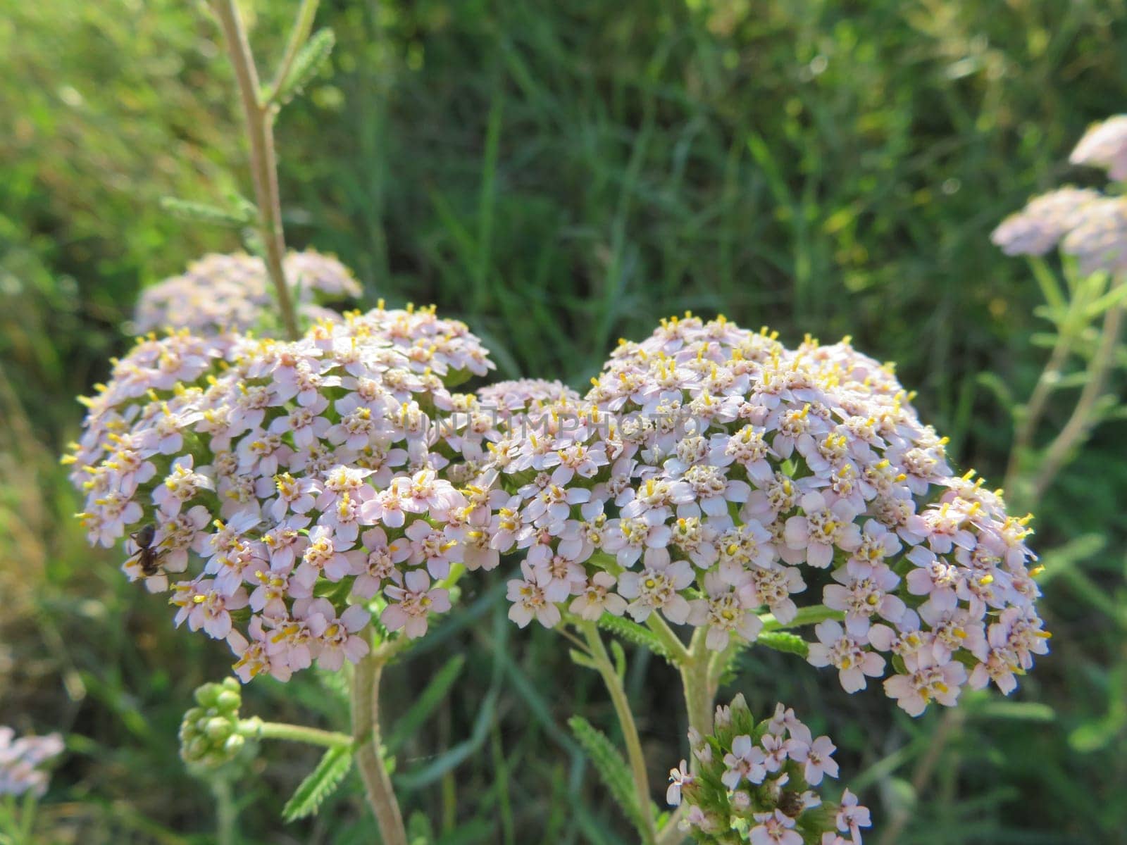 beautiful natural flowers insects fertile natural aroma spring