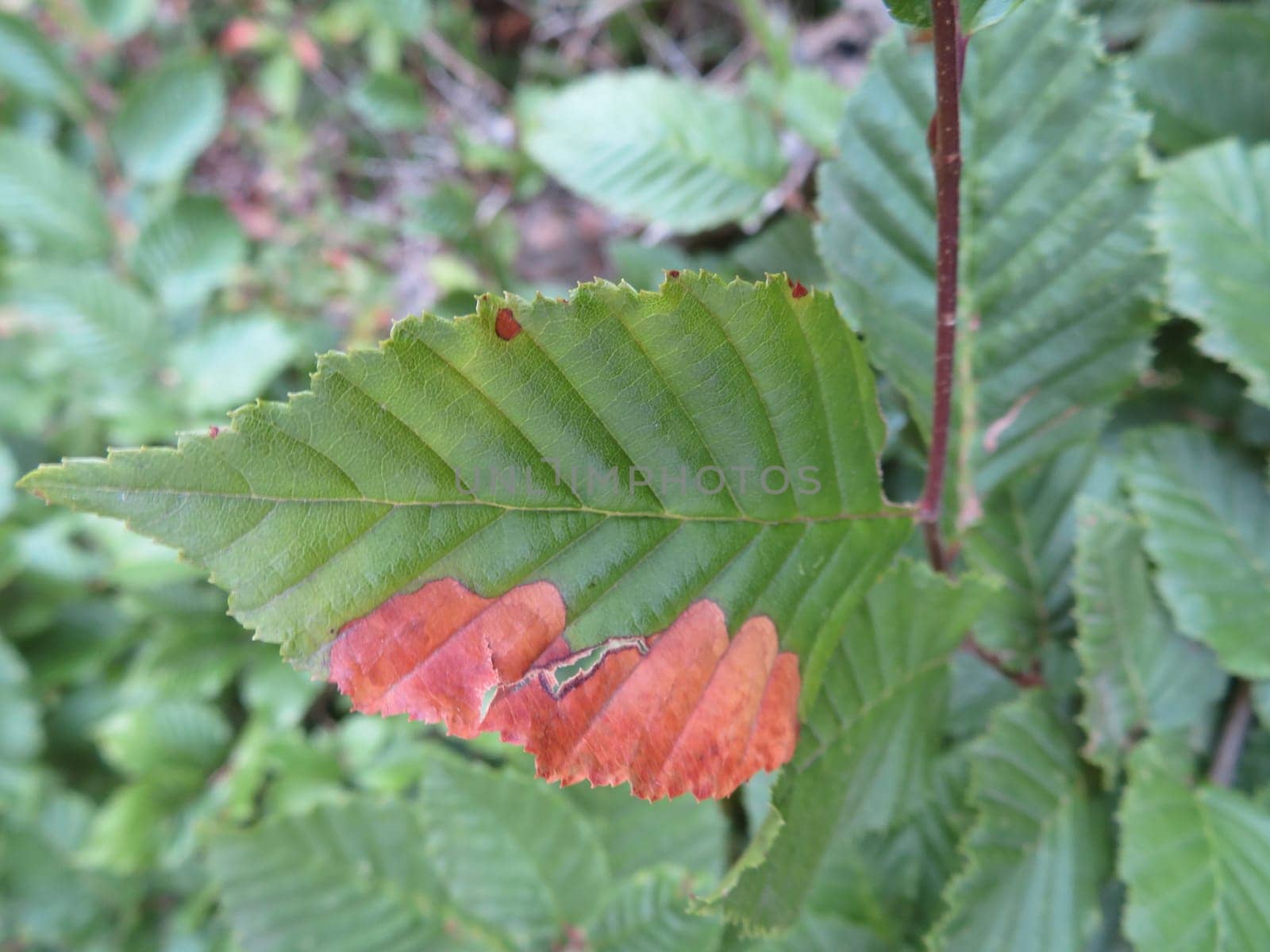 natural leaf damaged by a disease or drought pest