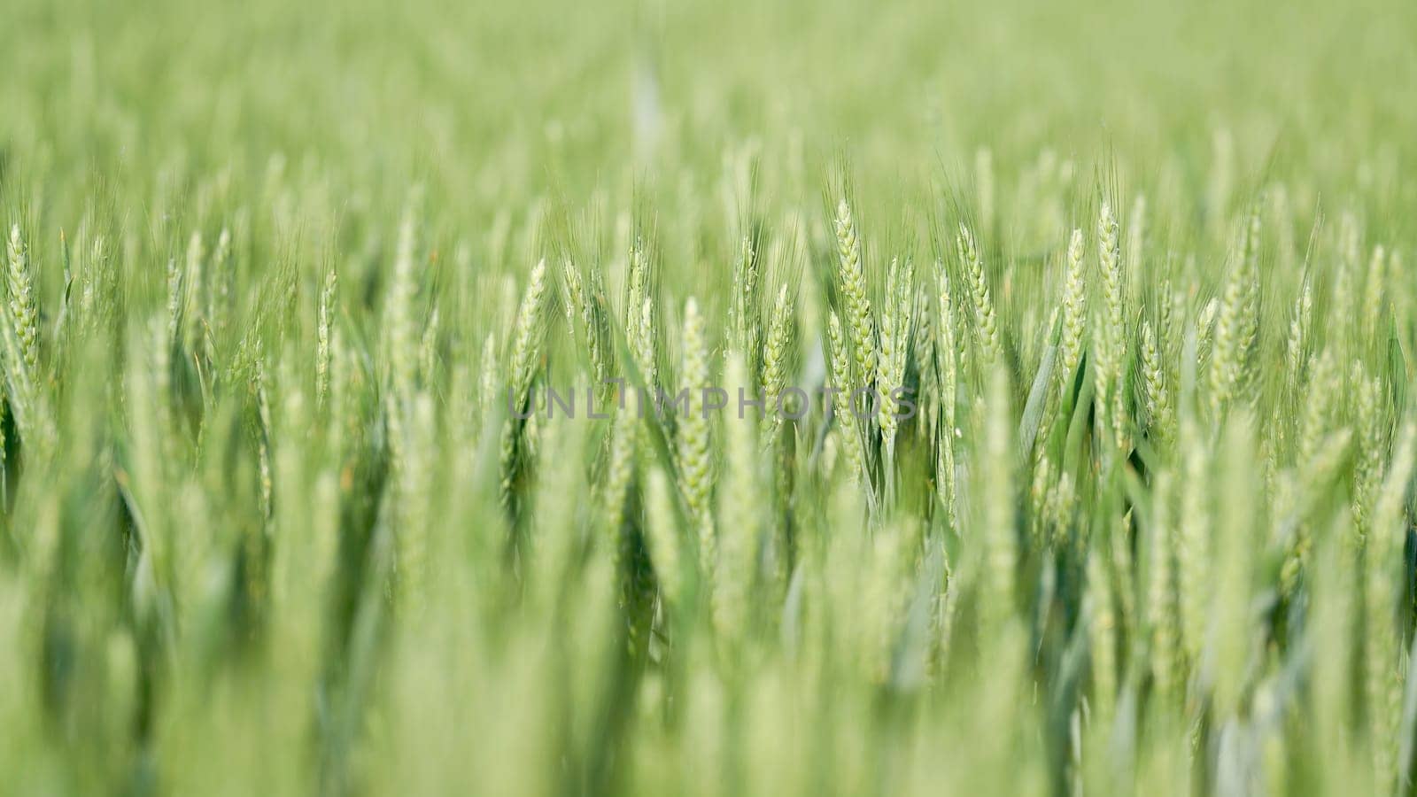 Barley in immature green state on a field in early summer