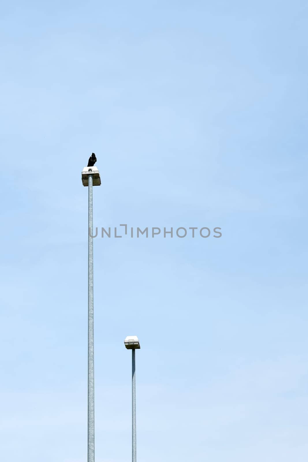 Crow on a lantern. Style of minimalism. Next to it place for text.