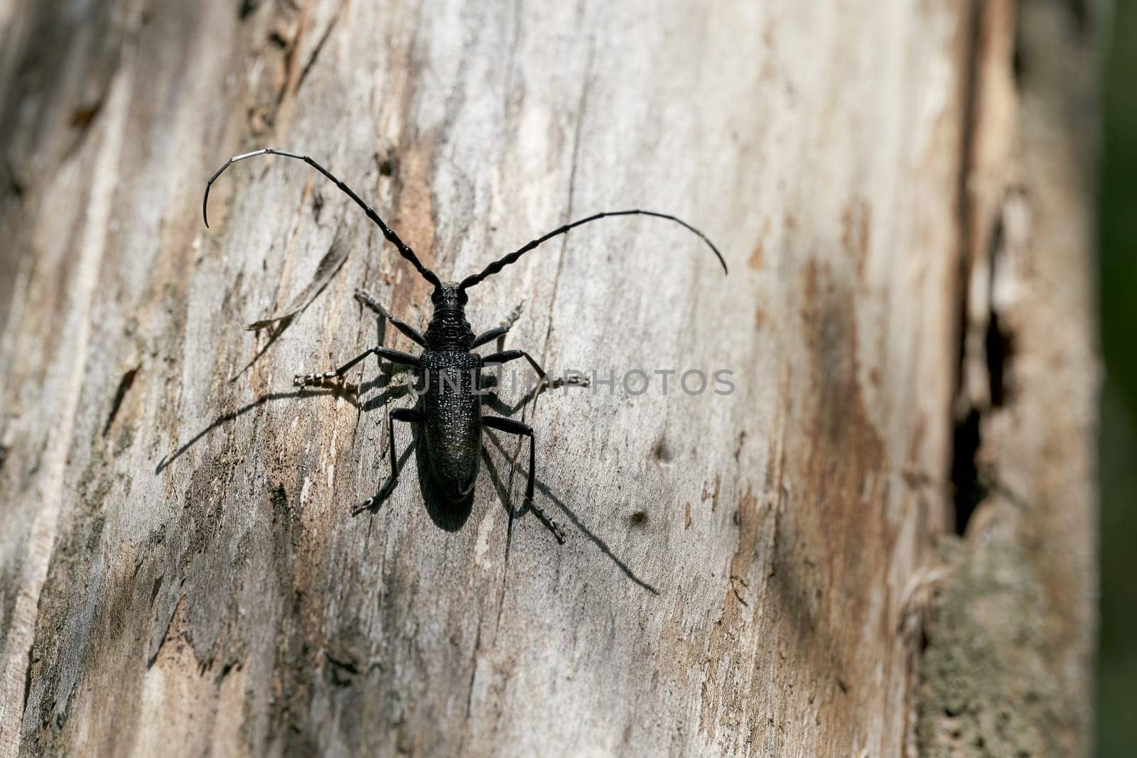 capricorn beetle Cerambyx scopolii on a tree trunk in a forest in Germany