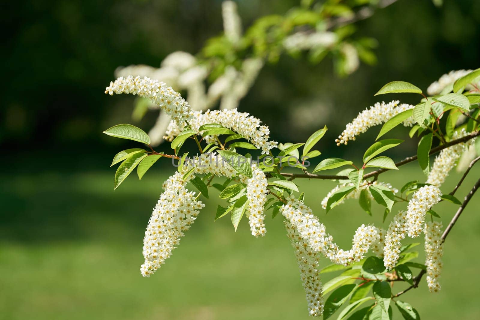 Inflorescence of a bird cherry tree, Prunus padus in a Park in the springtime
