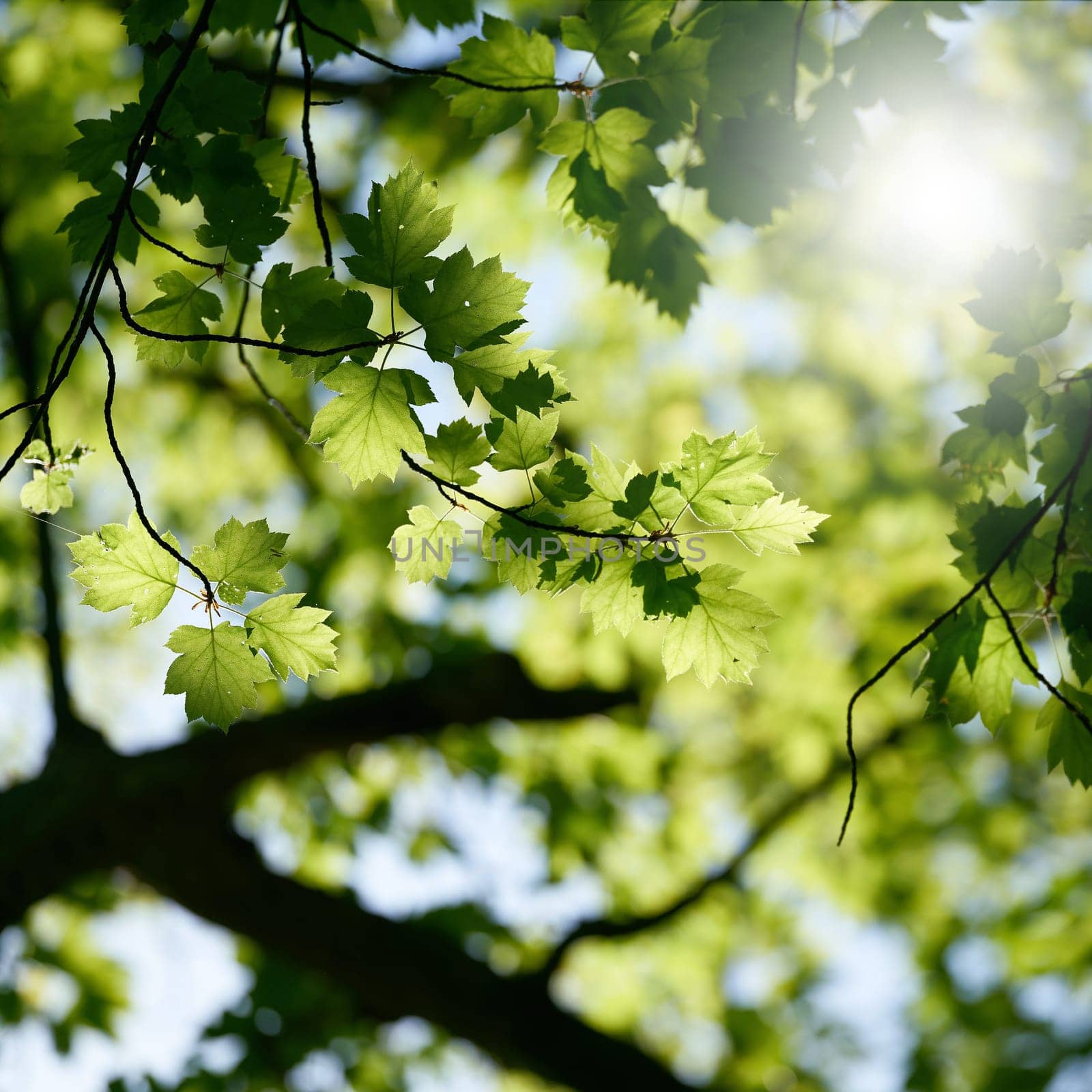 young green leaves of a rare Elsbeere, wild service tree, Sorbus torminalis in back light in sunshine in springtime