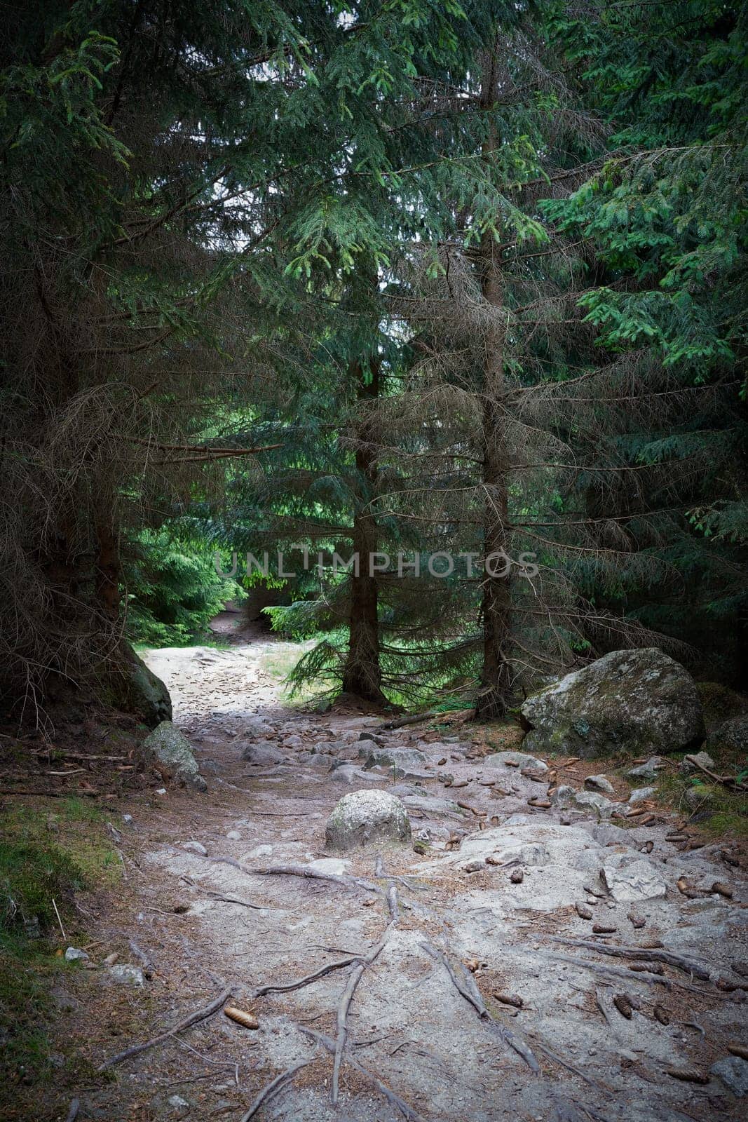 dark hiking trail from summit of Brocken towards Ilsenburg in Harz National Park in Germany