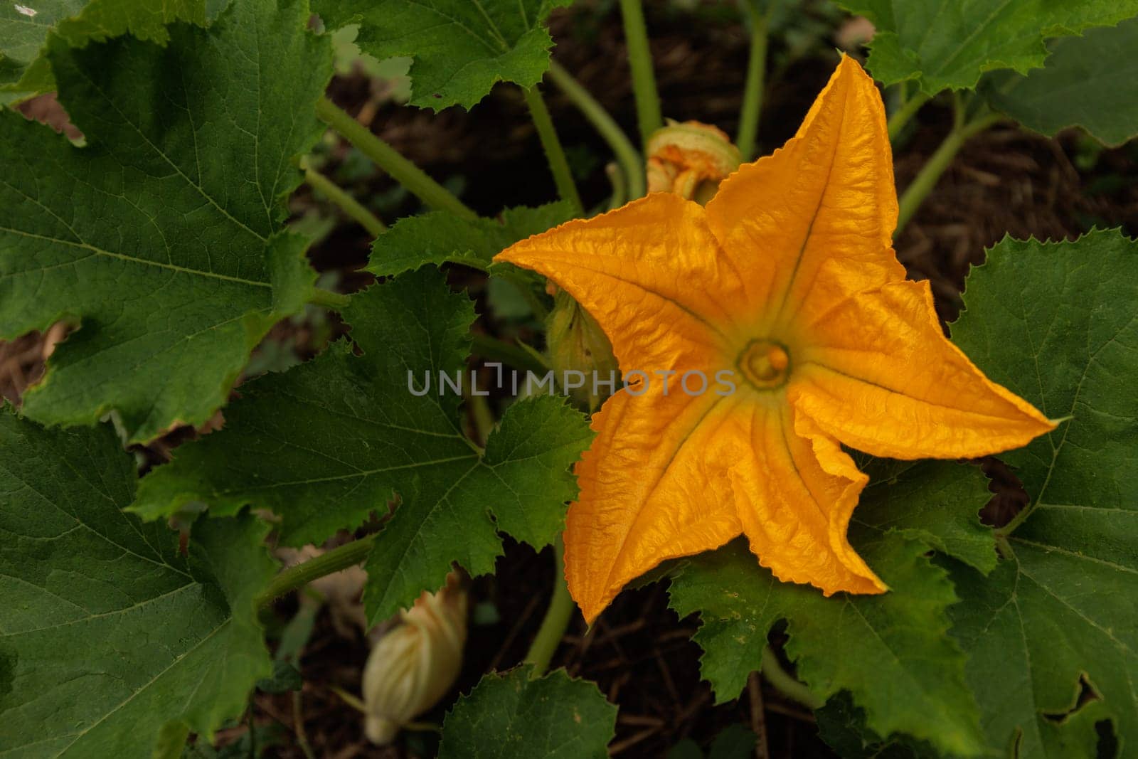 pumpkin flower fresh green plant in permaculture