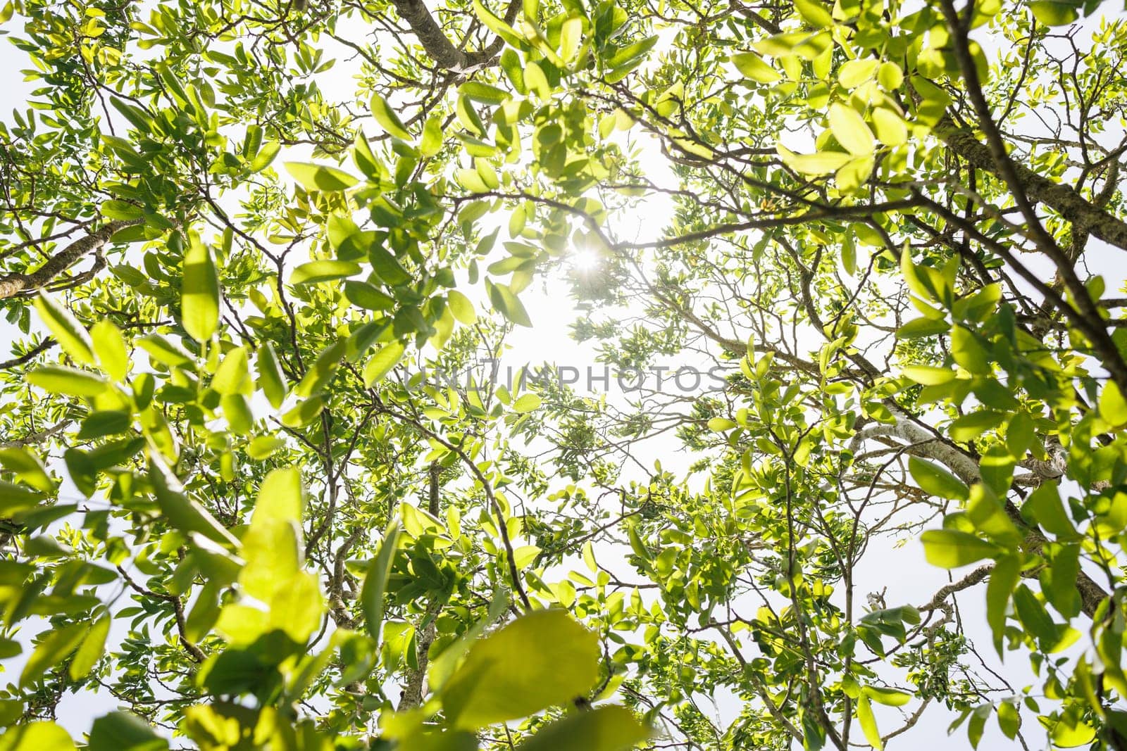 Natural forest green foliage of large walnut tree with beautiful sun light