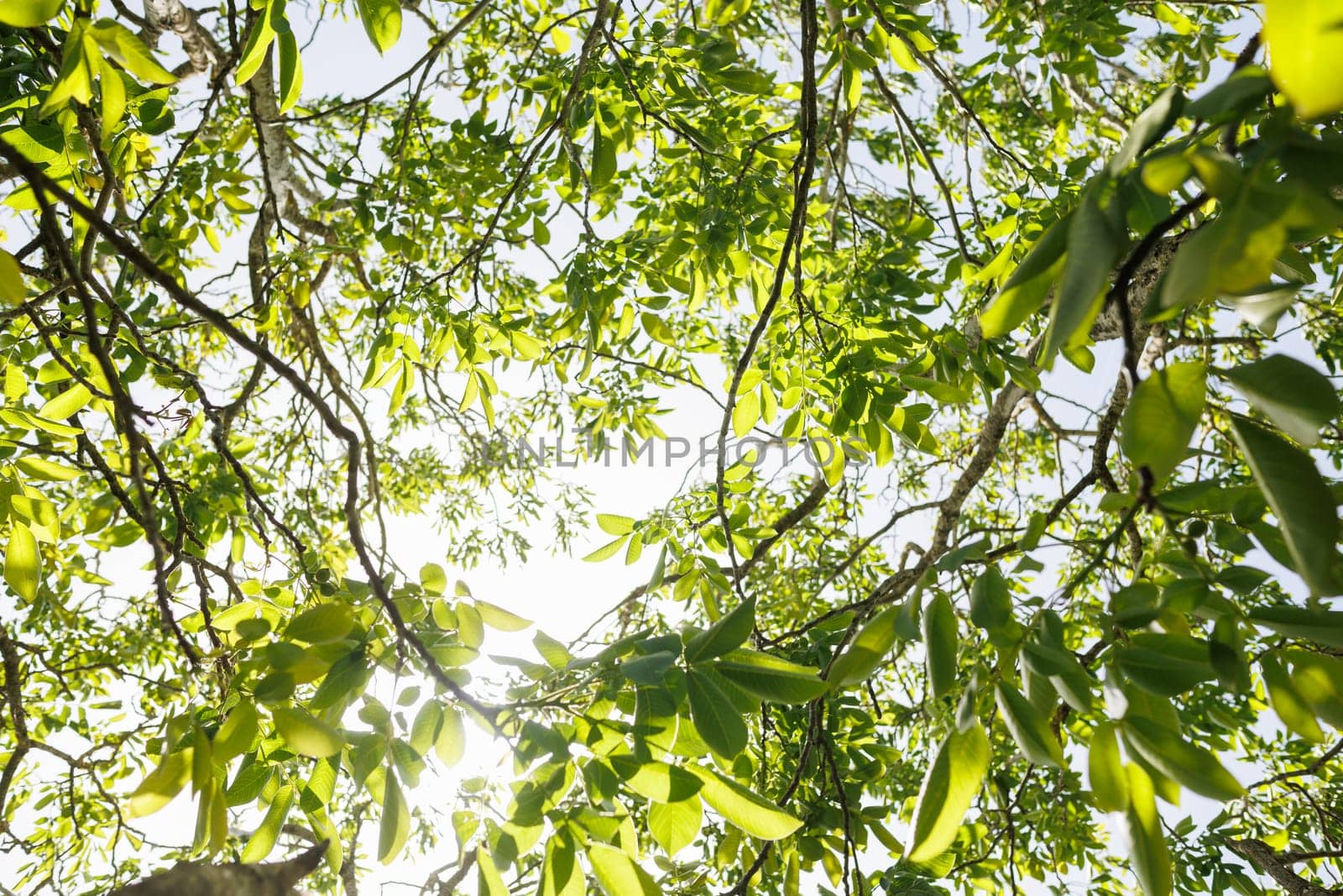 Natural forest green foliage of large walnut tree with beautiful sun light