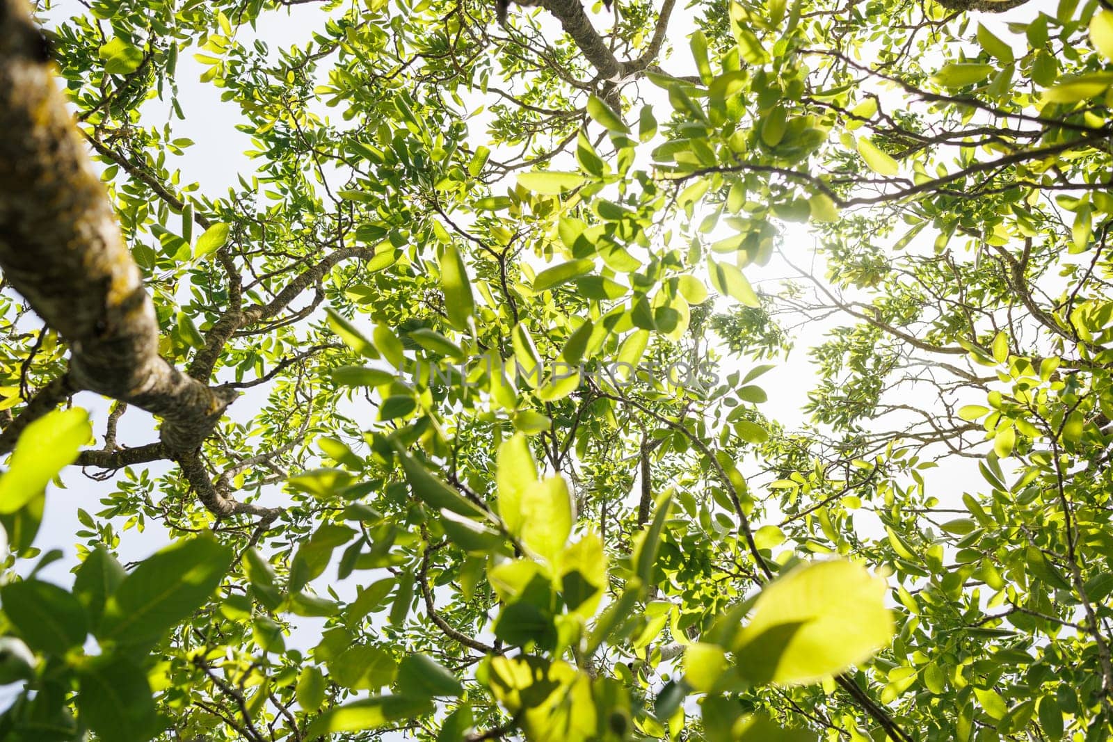 Natural forest green foliage of large walnut tree with beautiful sun light