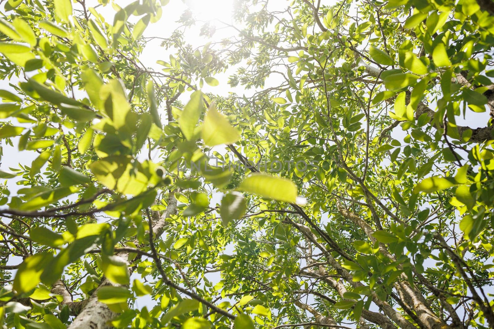 Natural forest green foliage of large walnut tree with beautiful sun light
