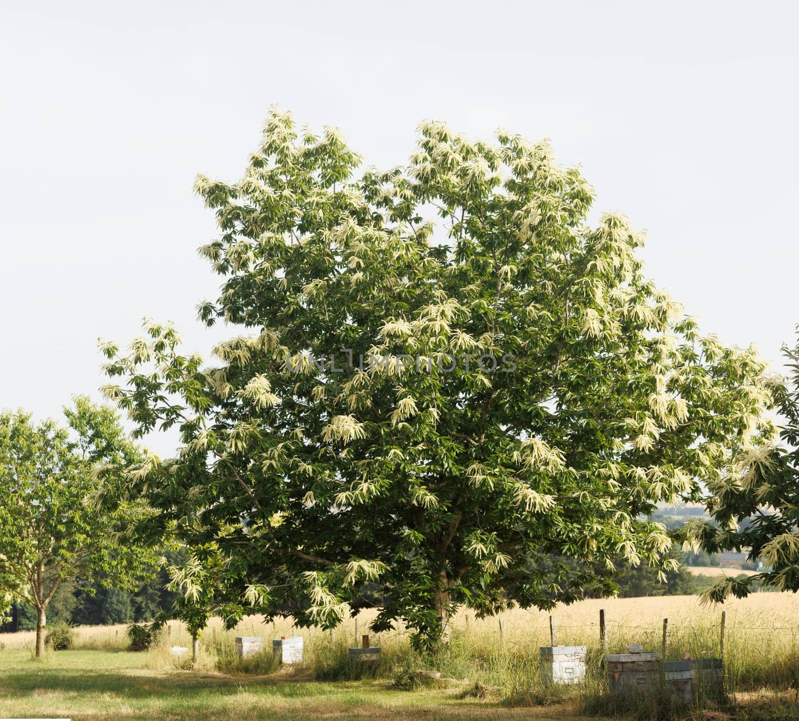 Honey bees boxes under large tree in summer