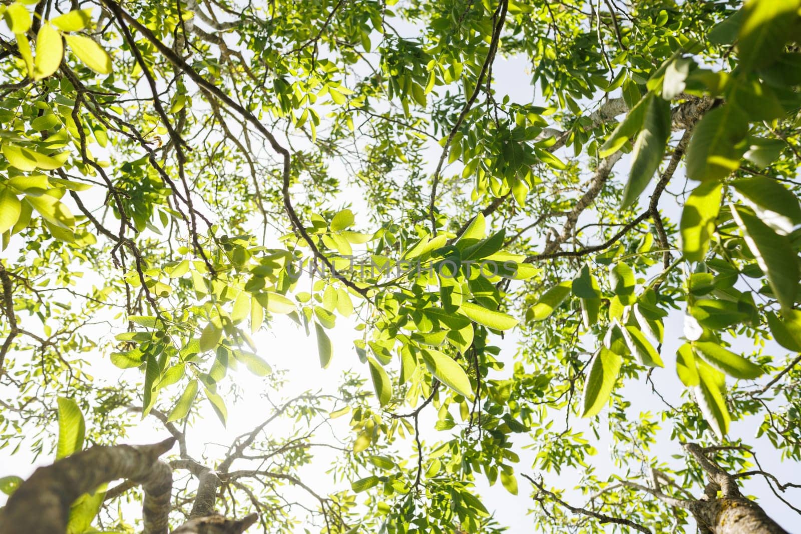 Natural forest green foliage of large walnut tree with beautiful sun light