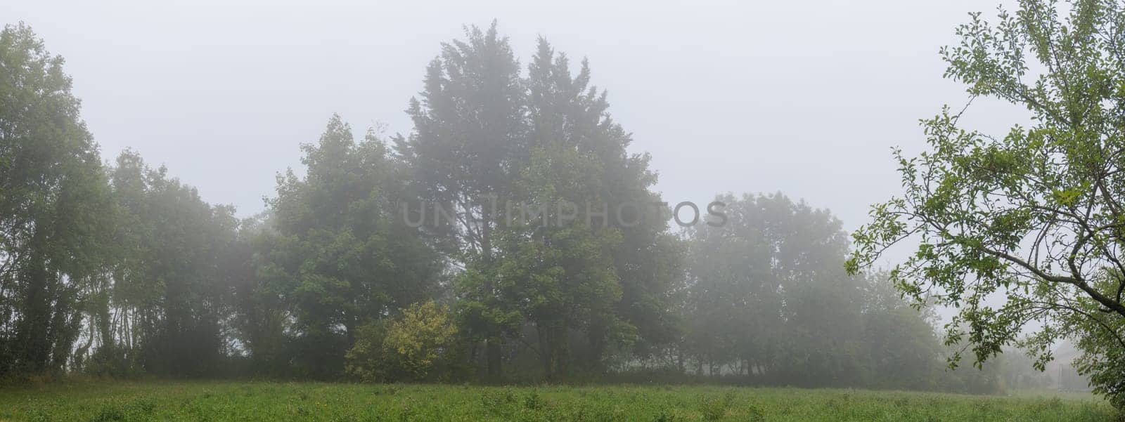 Foggy landscape with trees panoramic nature