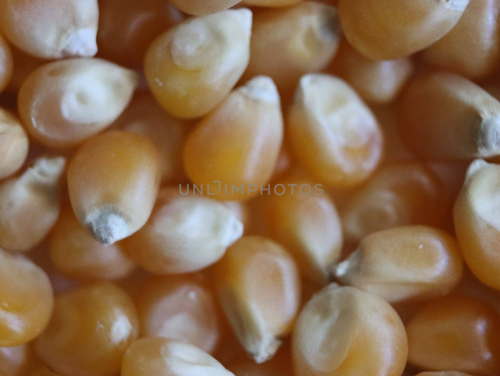 delicious natural corn popcorn flour grain food