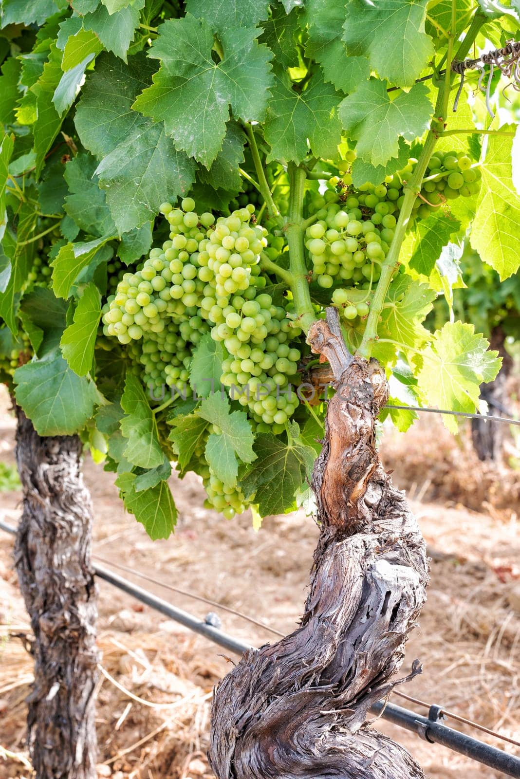 Closing of the bunches in a vineyard. Bunches of grapes with berries that swell before ripening. Traditional agriculture. Sardinia.