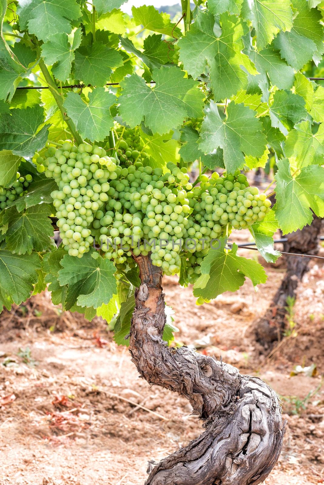 Closing of the bunches in a vineyard. Bunches of grapes with berries that swell before ripening. Traditional agriculture. Sardinia.