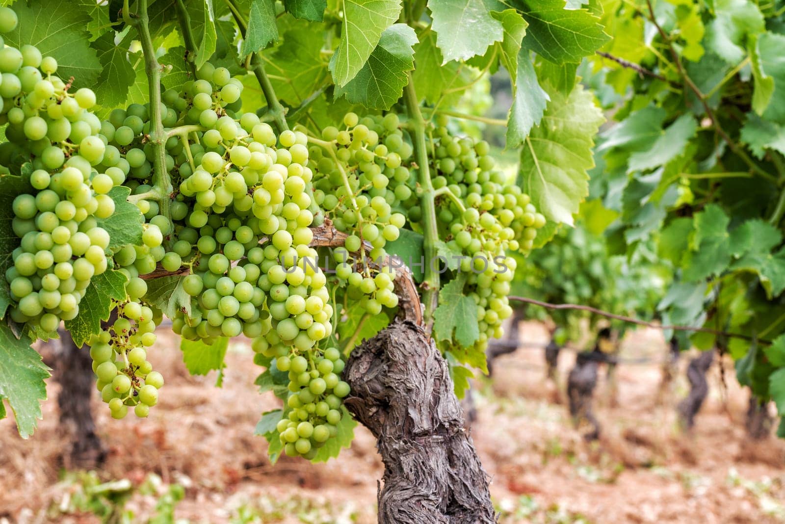 Closing of the bunches in a vineyard. Bunches of grapes with berries that swell before ripening. Traditional agriculture. Sardinia.
