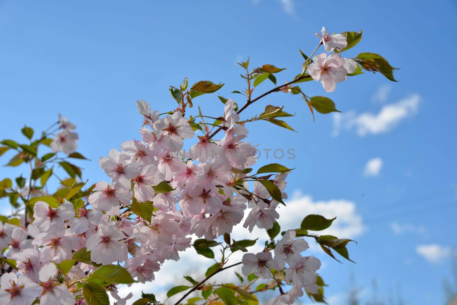 Cherry Blossoms Garden