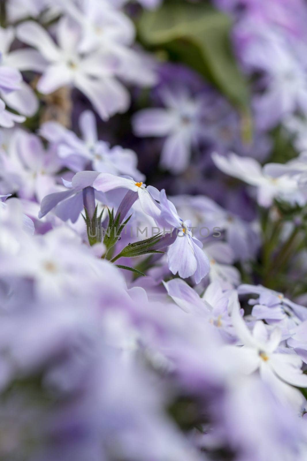 Stone garden - Upholstery phlox