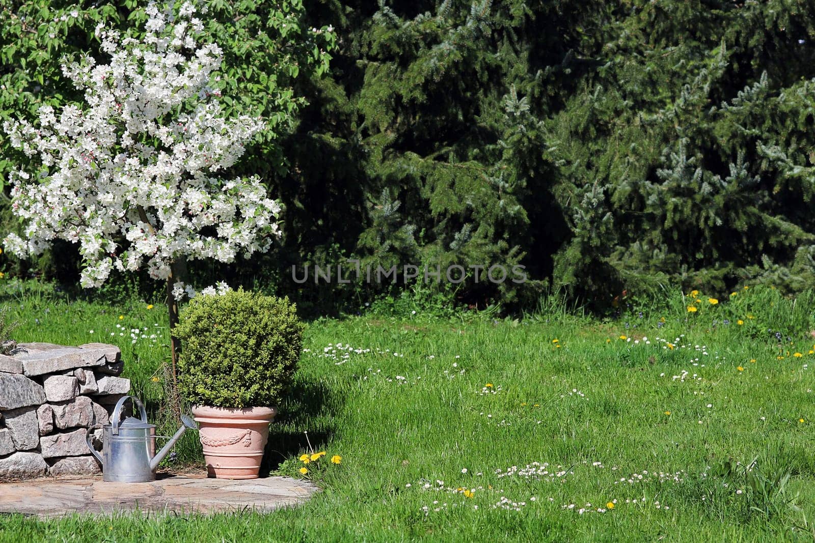 Blooming apple tree and book with space for text