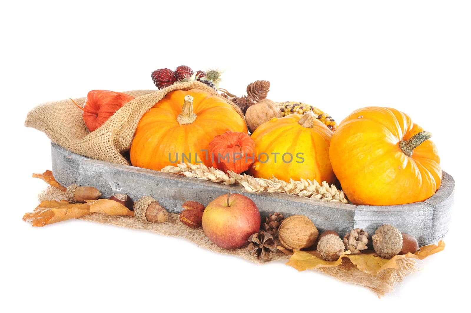 Thanksgiving – various pumpkins,apples,berries,nuts and cereals on jute sack in a wooden basket on a white background