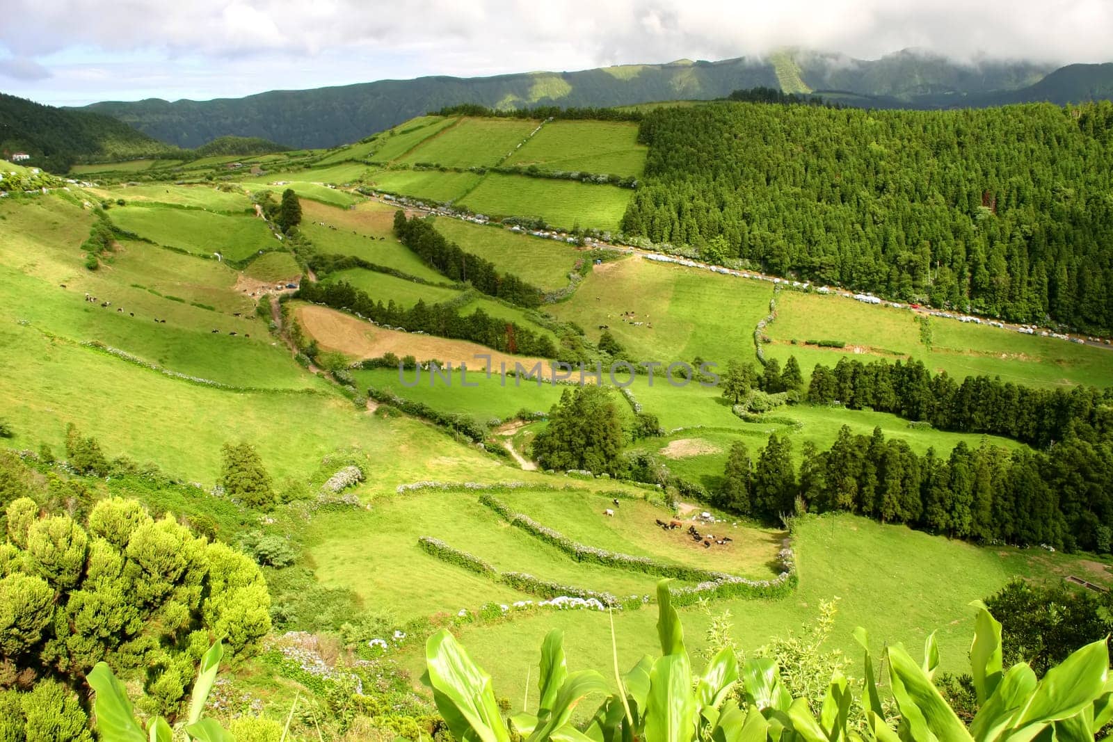 rural landscape in azores island of sao miguel