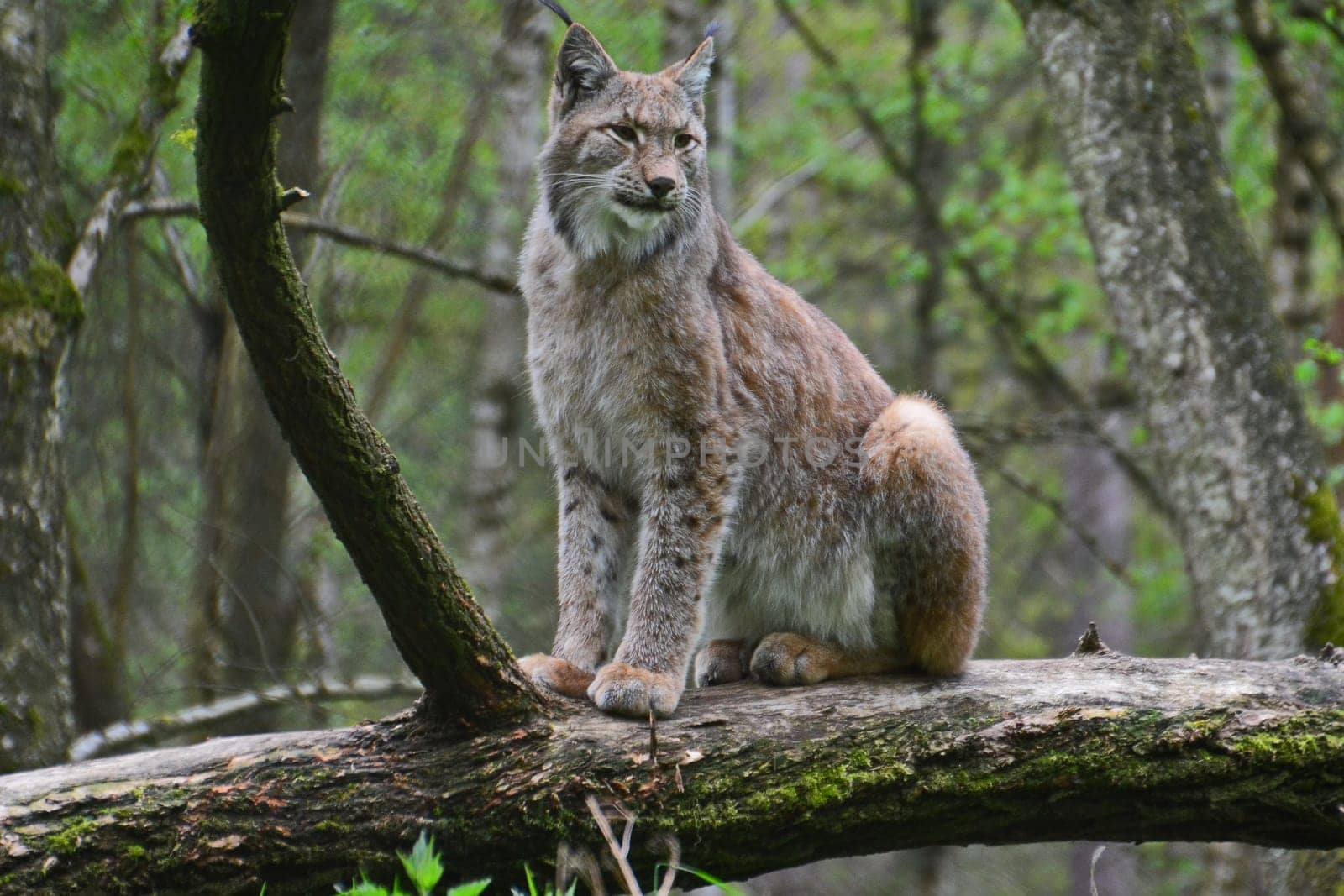 Lynx