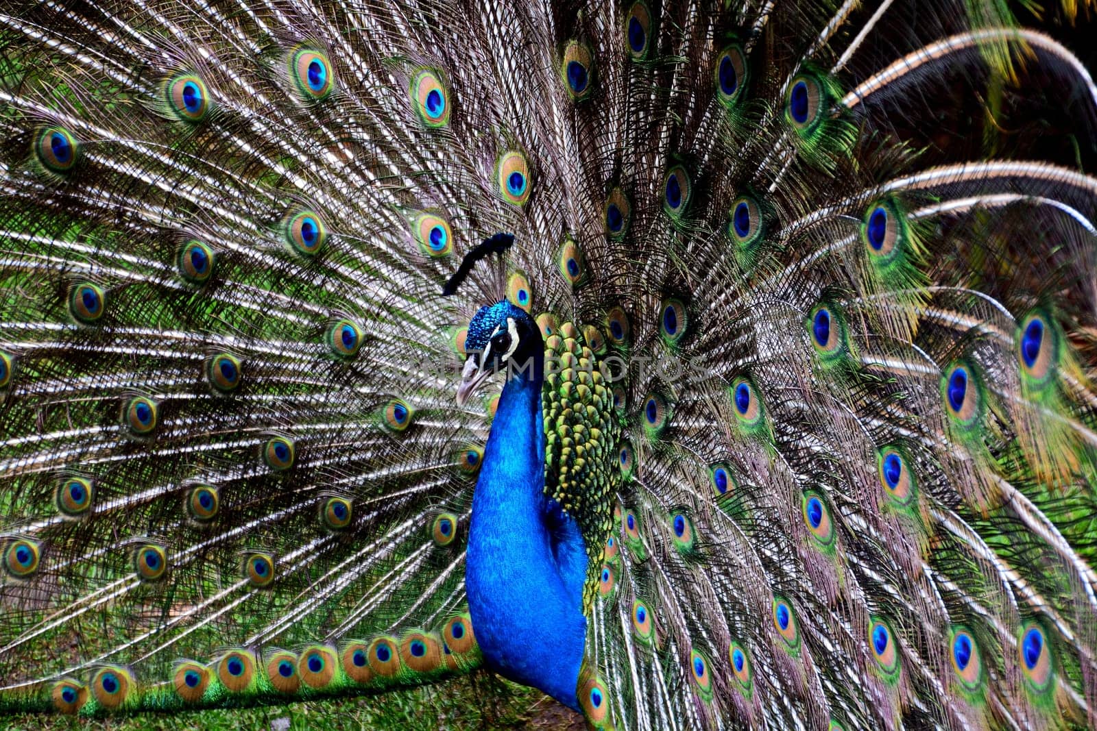 Peacock