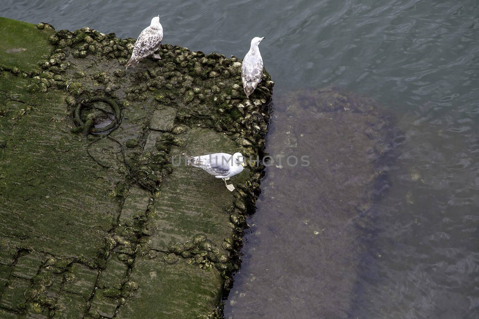 Detail of sea bird in a fishing port, wild birds