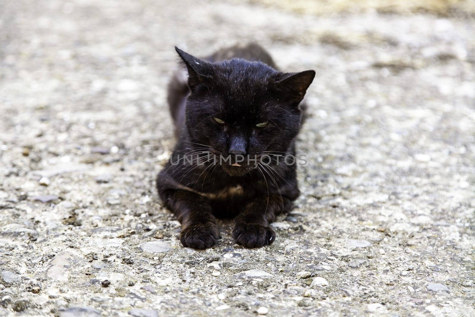 Black cat on the street, wild stray animals, pets