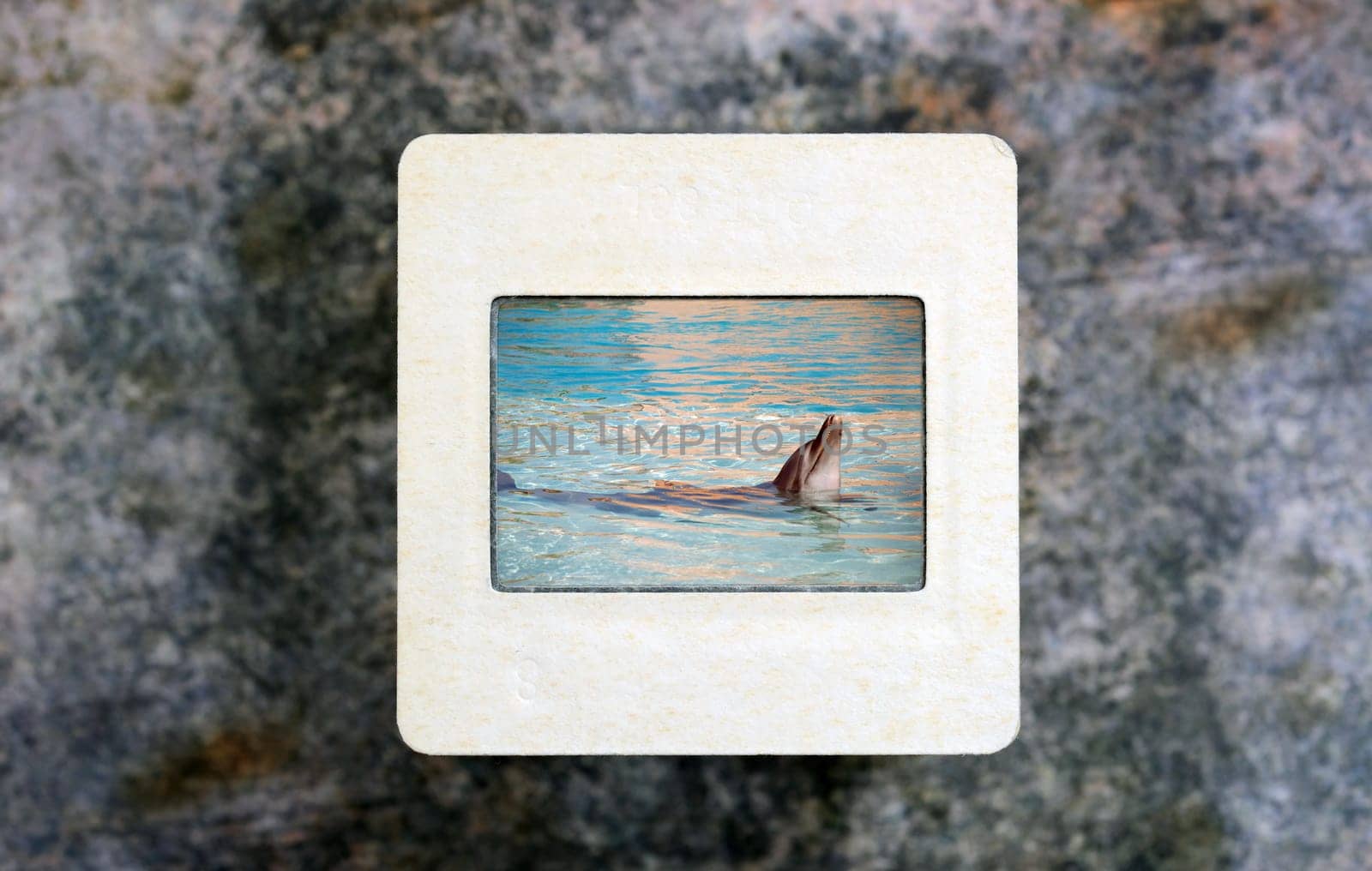 Dolphin on slide film