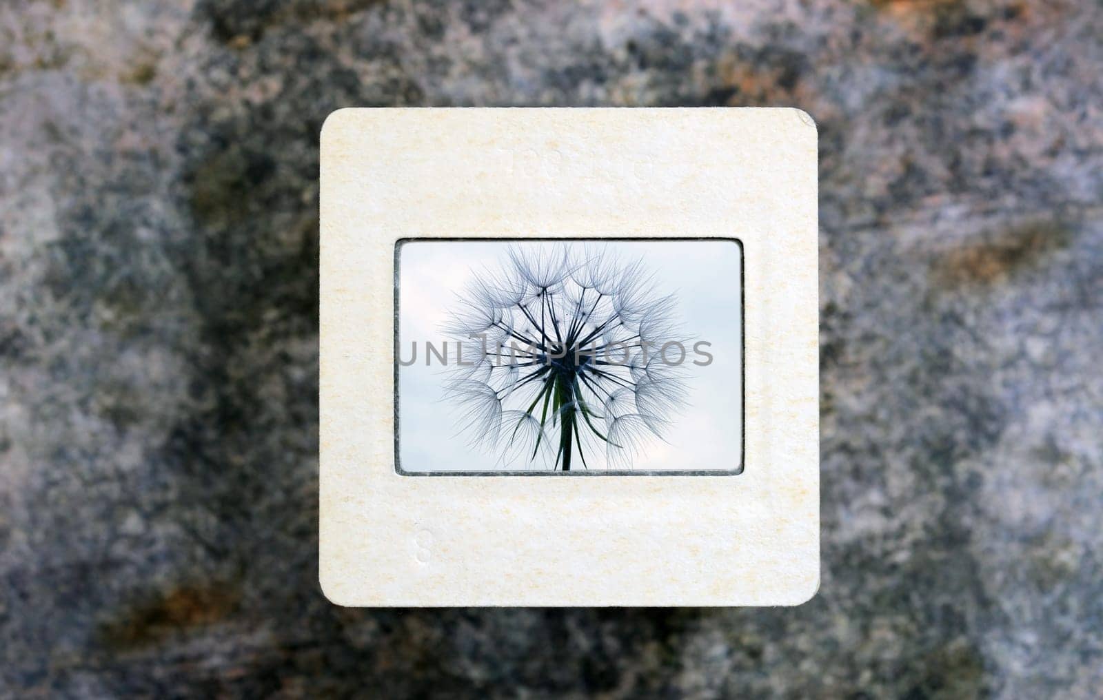 Dandelion on slide film