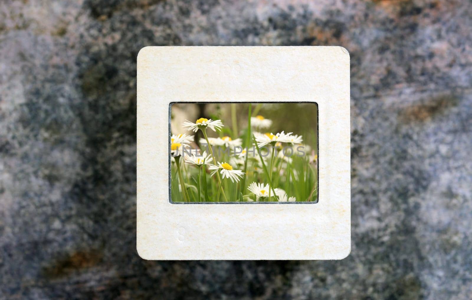 Flowers on slide film