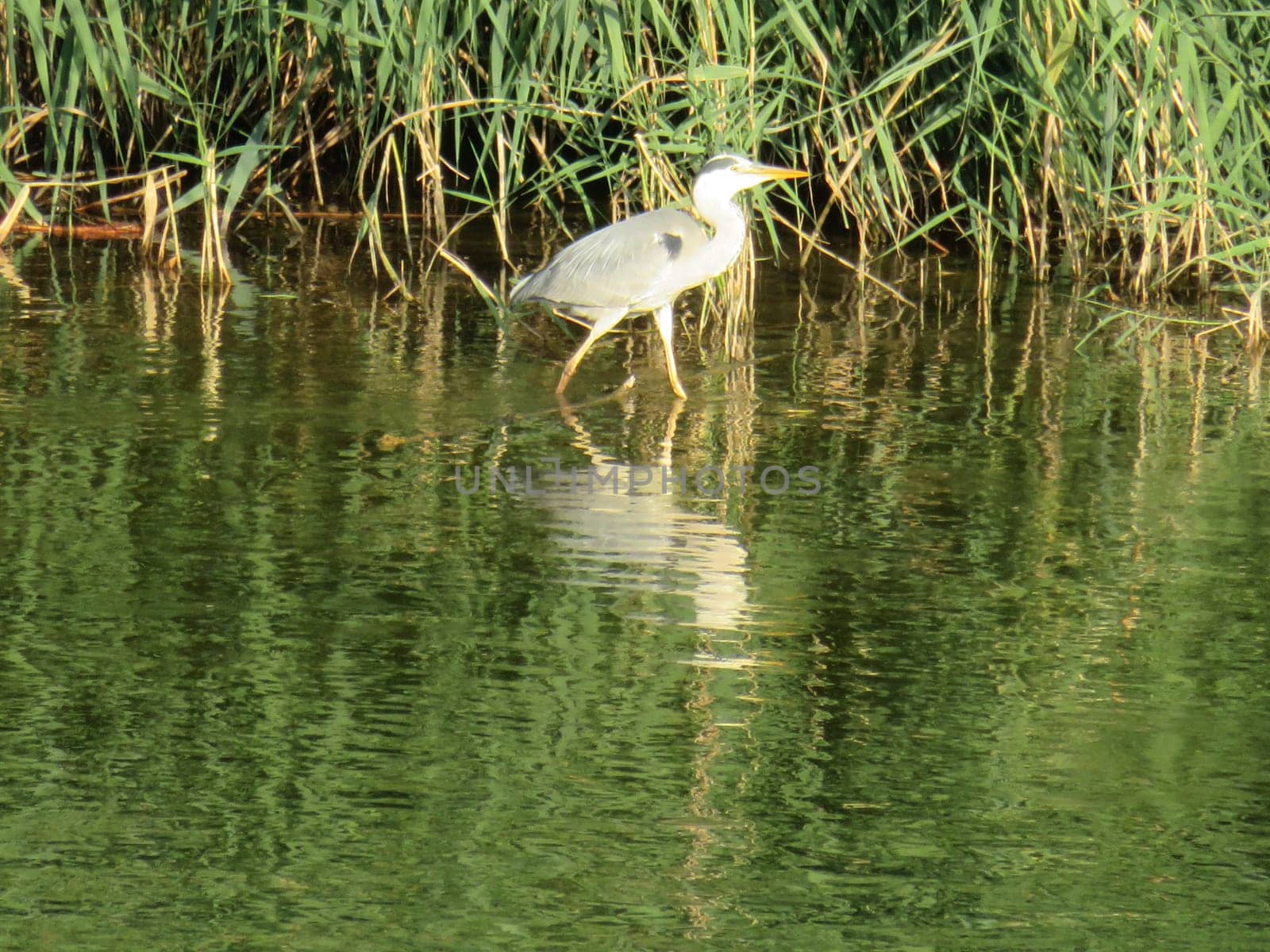 beautiful big-billed heron waiting for the dam fisherman river water