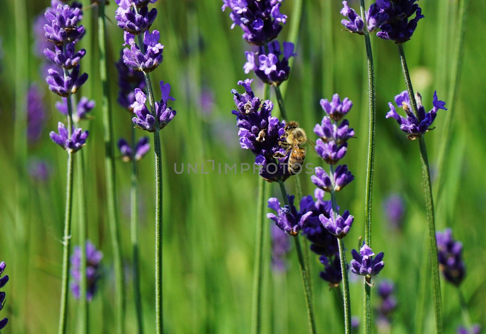 Honeybee in a lavender plant