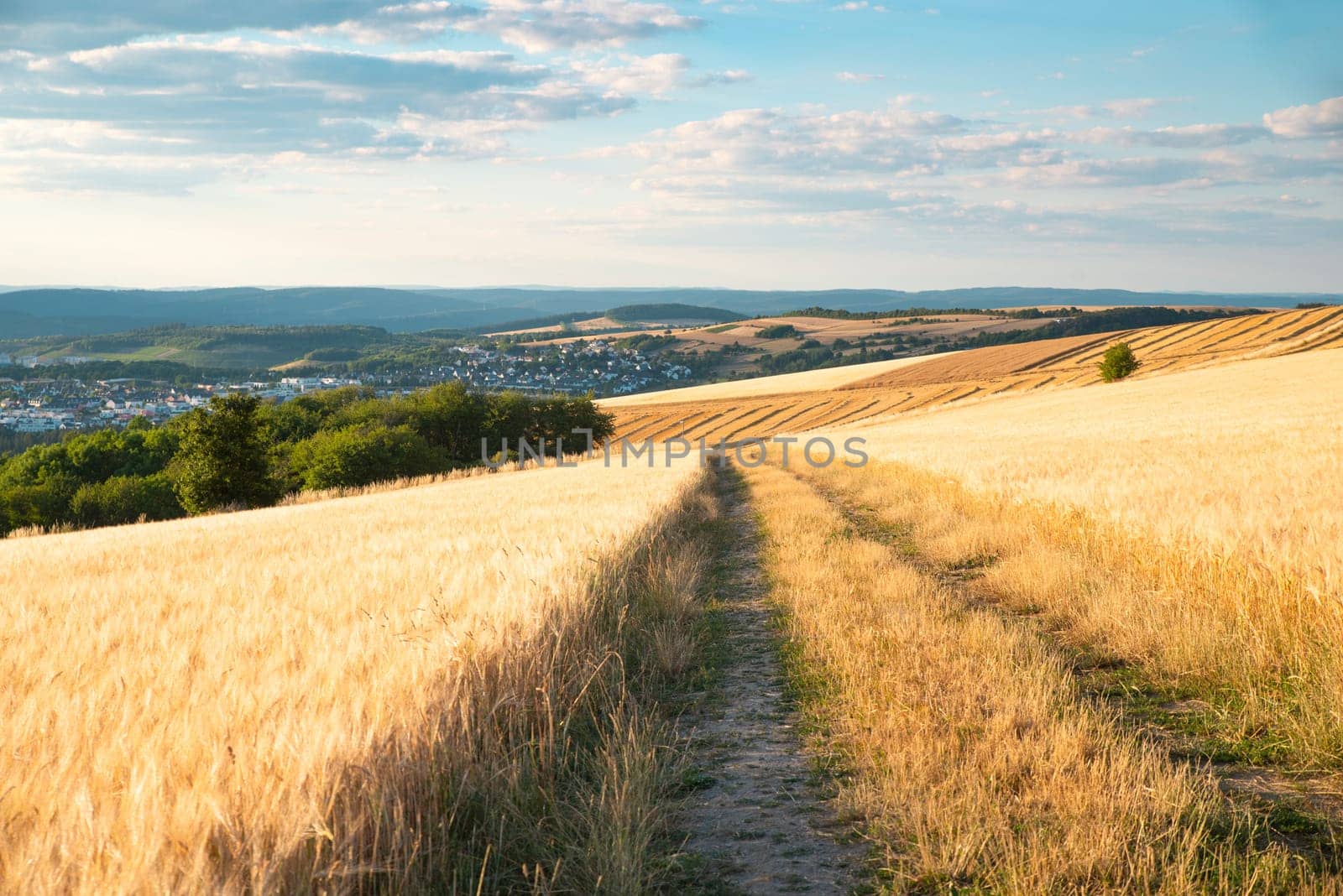 Field with cultivated barley Germany, harvest in the summer, agriculture for food, farmland on the countryside