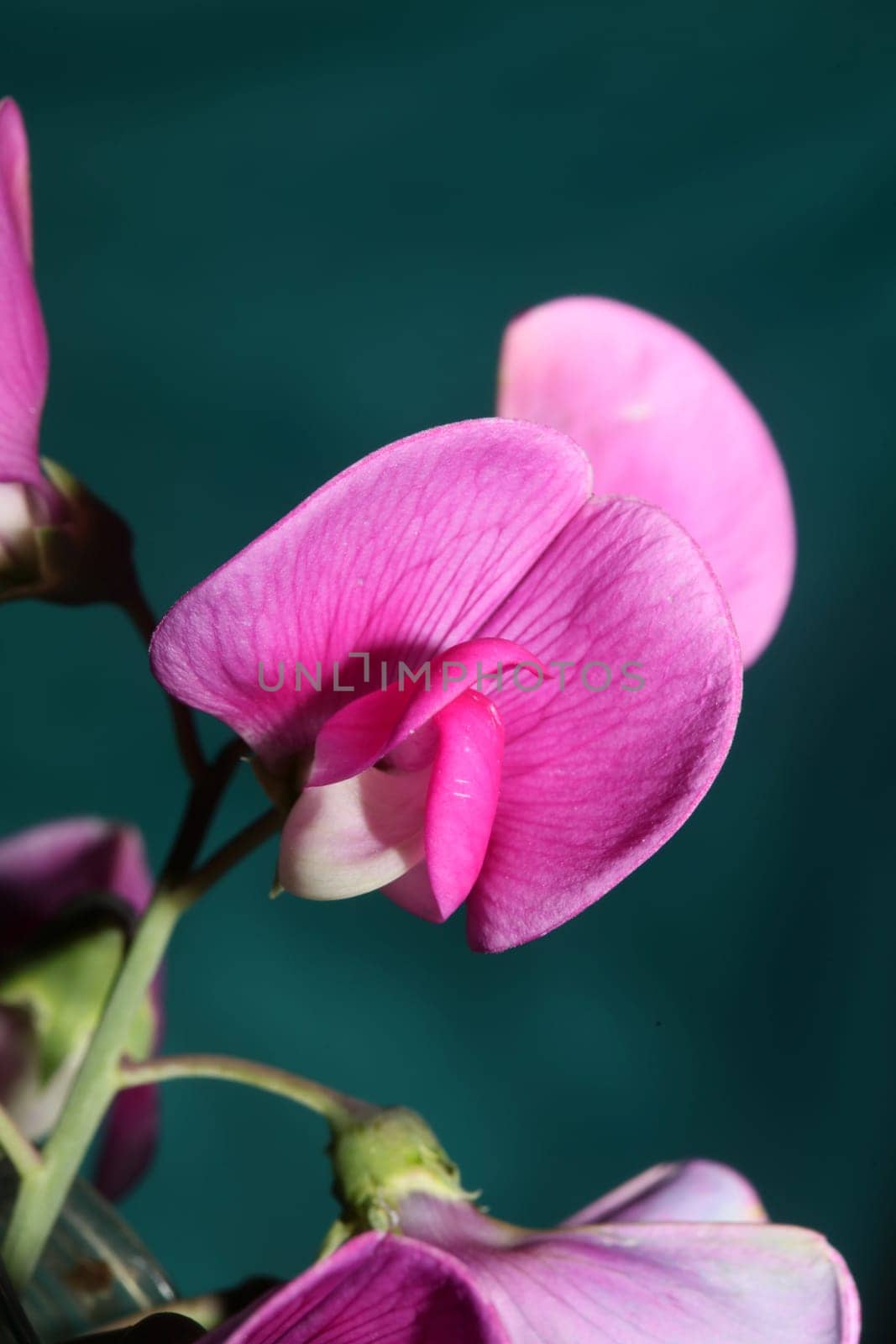 Violet wild climber flower blossoming macro botanical background lathyrus latifolius family leguminosae high quality big size modern print