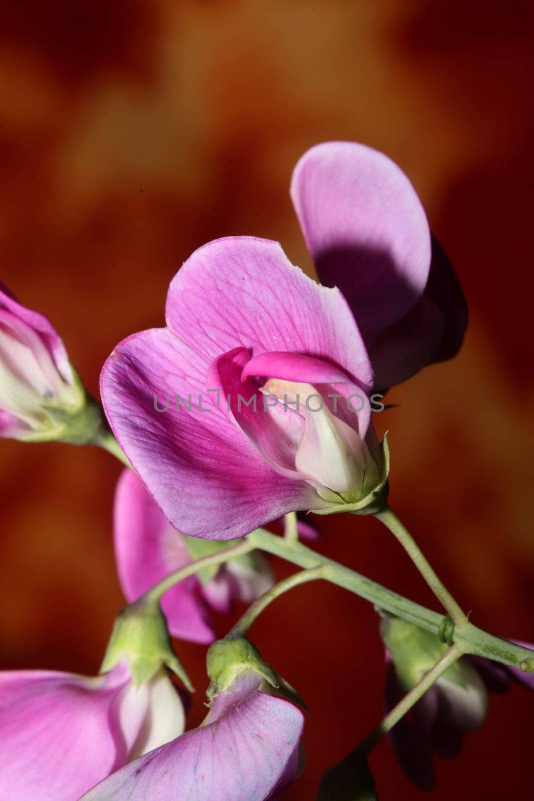 Violet wild climber flower blossoming macro botanical background lathyrus latifolius family leguminosae high quality big size modern print