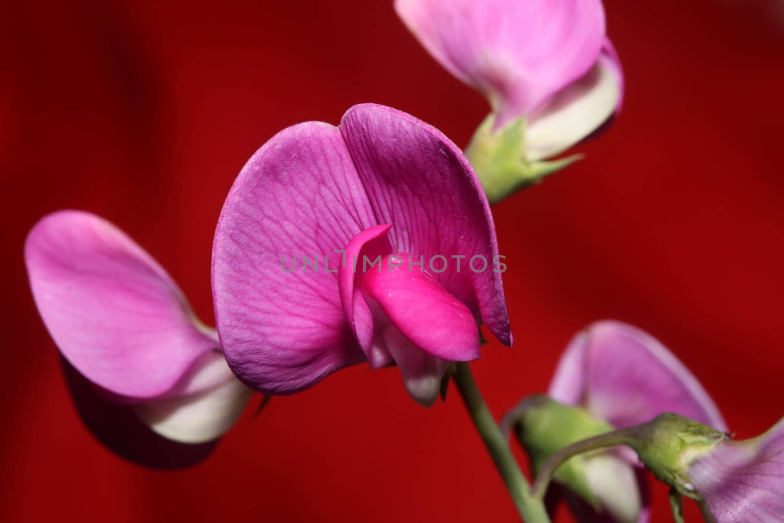 Violet wild climber flower blossoming macro botanical background lathyrus latifolius family leguminosae high quality big size modern print