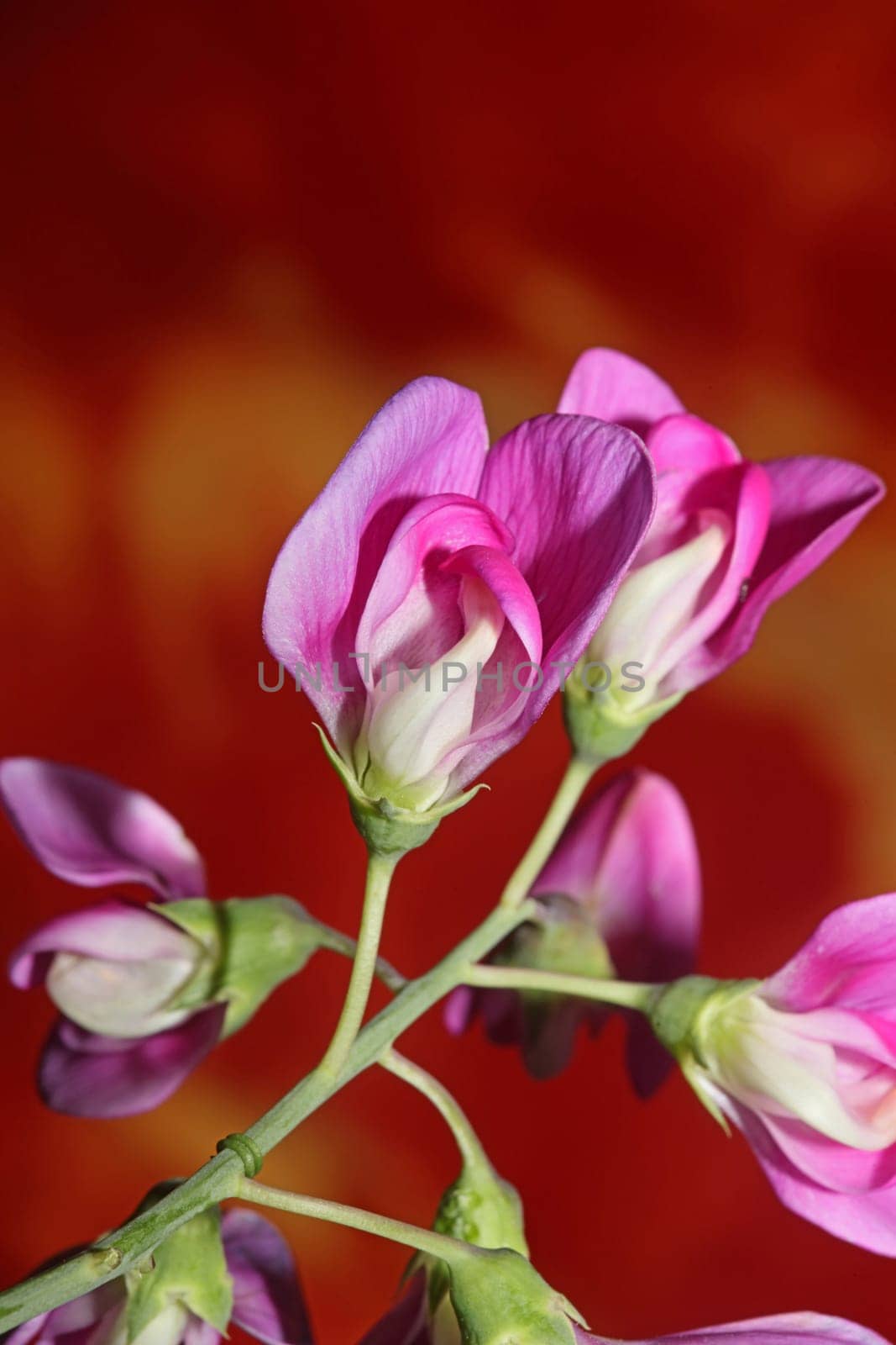 Violet wild climber flower blossoming macro botanical background lathyrus latifolius family leguminosae high quality big size modern print