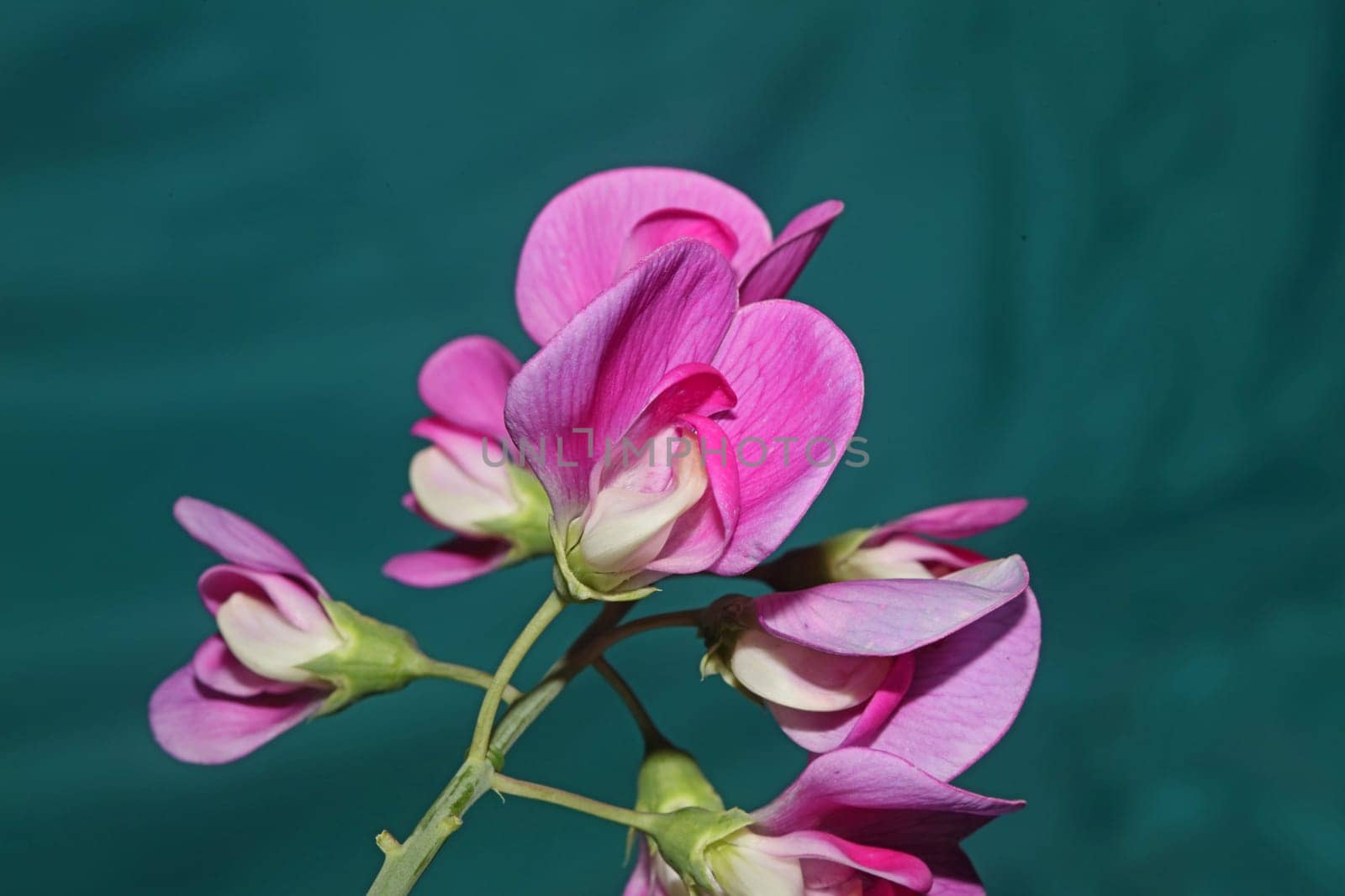 Violet wild climber flower blossoming macro botanical background lathyrus latifolius family leguminosae high quality big size modern print