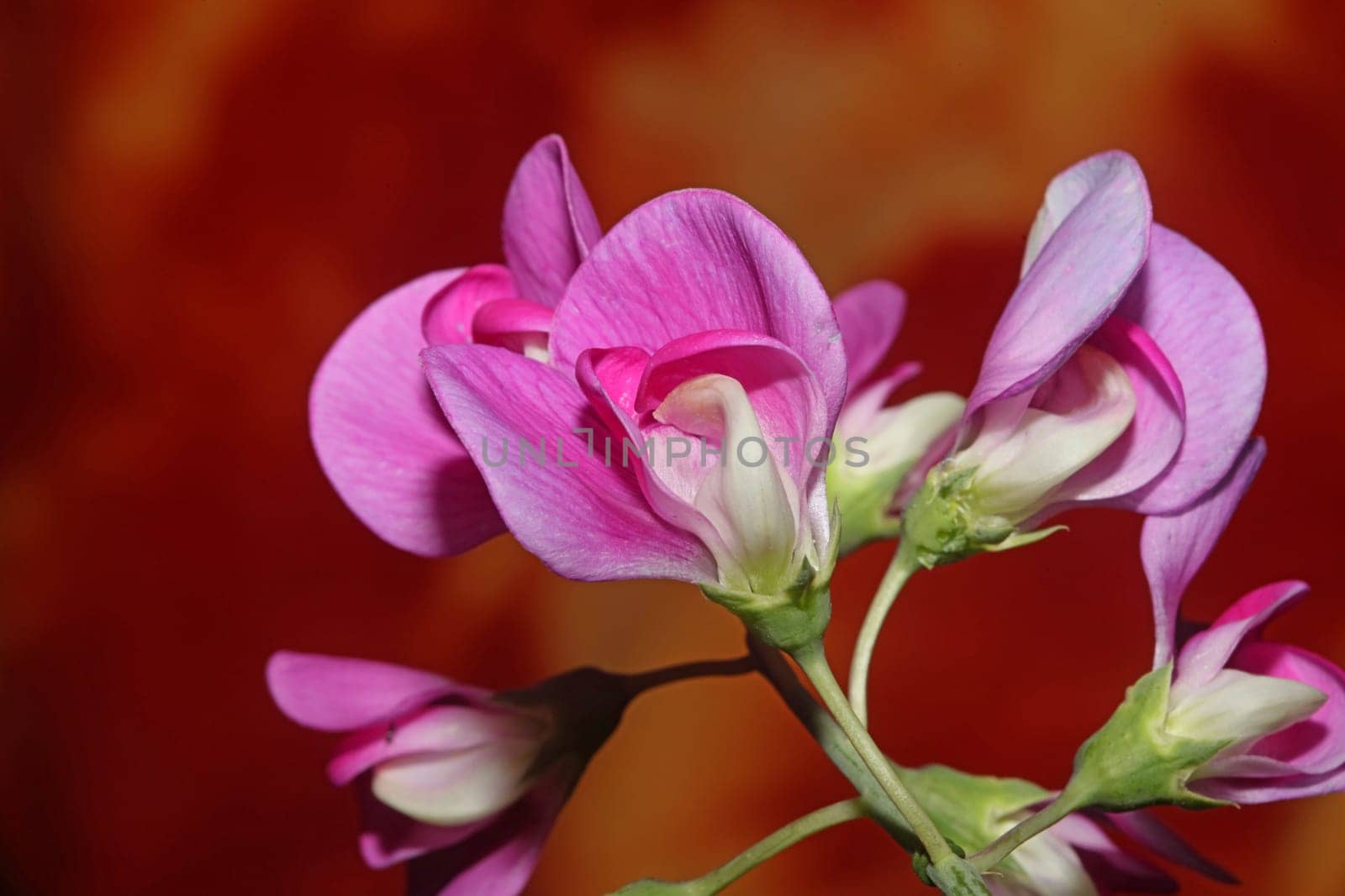 Violet wild climber flower blossoming macro botanical background lathyrus latifolius family leguminosae high quality big size modern print
