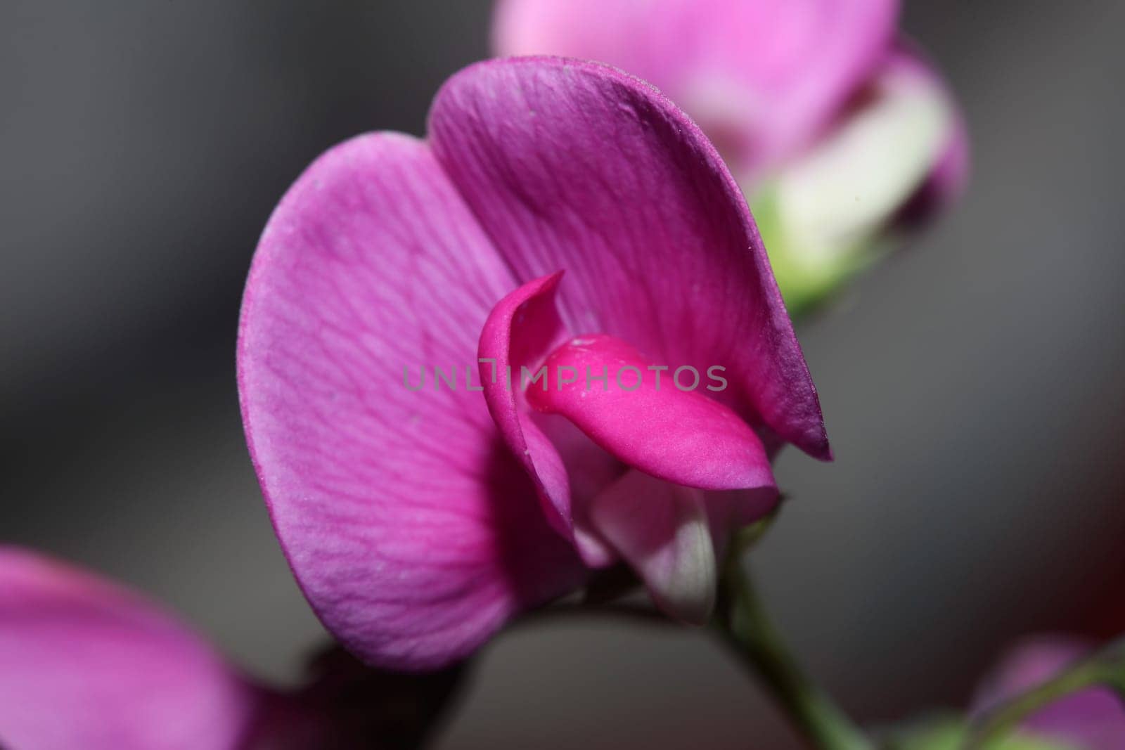 Violet wild climber flower blossoming macro botanical background lathyrus latifolius family leguminosae high quality big size modern print