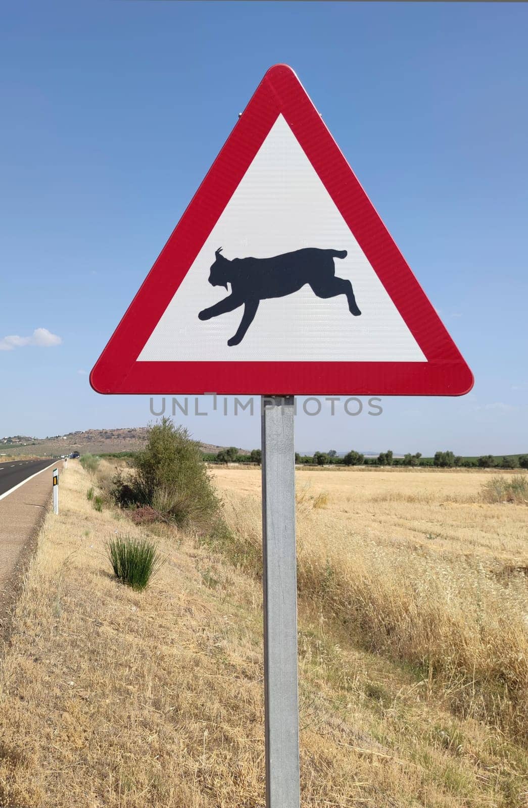 Metal pole with traffic signal warning iberian lynx crossing. Road–kills are considered a chief cause of death in the Iberian lynx