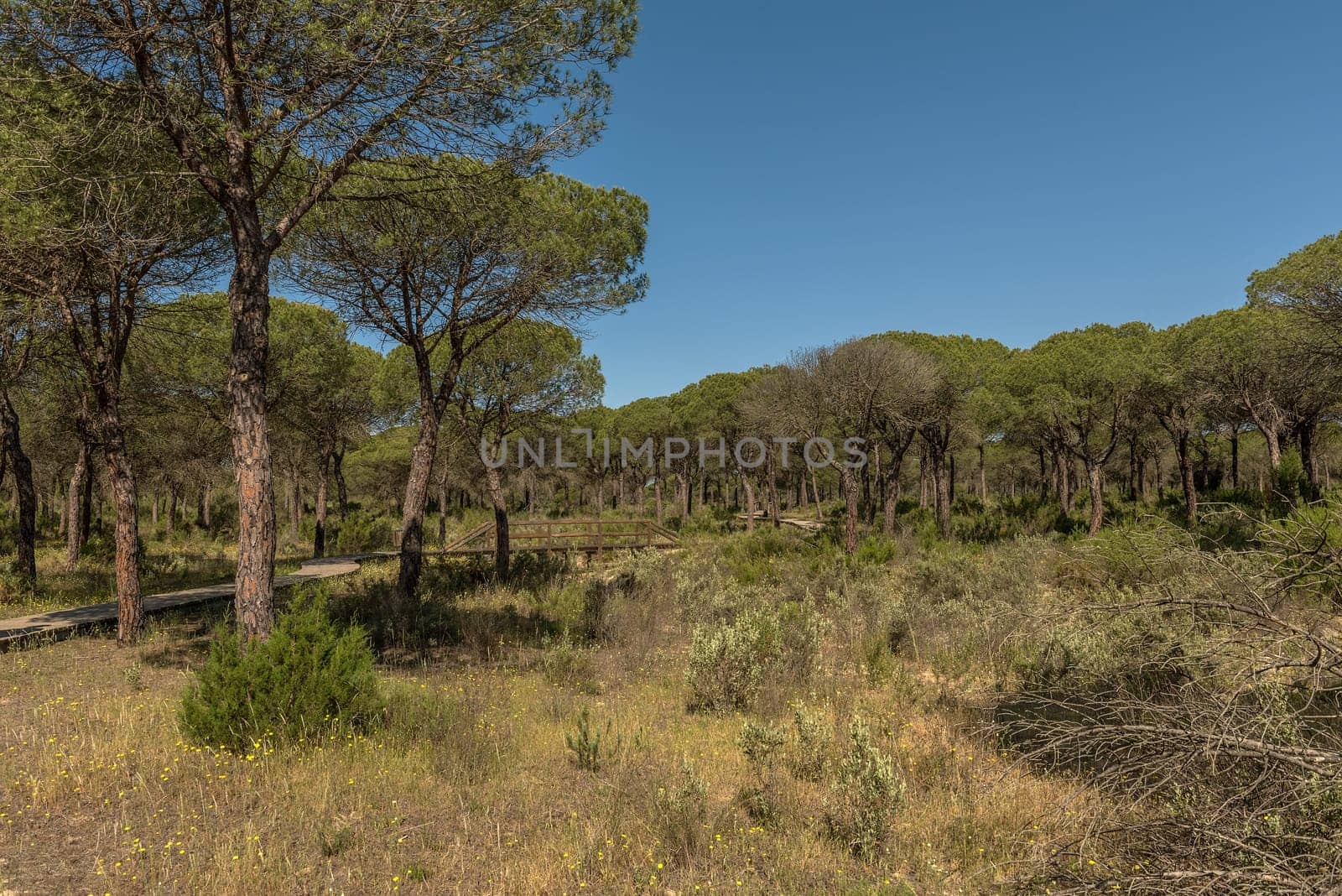 Landscape of Donana National Park in Andalusia, Spain