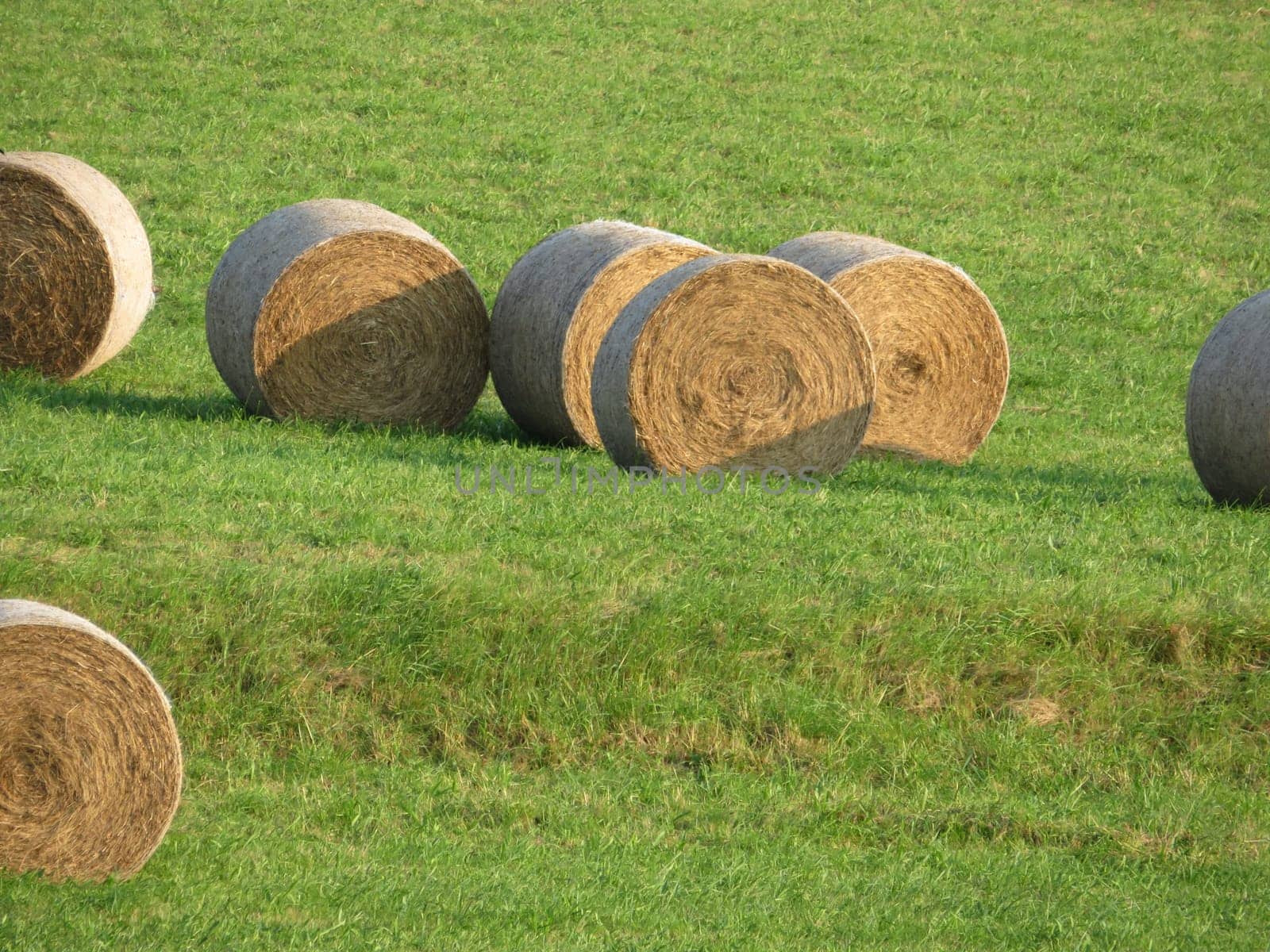 large piles of straw animal feed collection field
